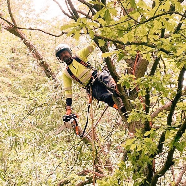 tree work garden services